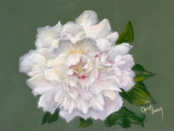 "Paul's Peony" - 9 x 12 on Colourfix green