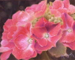 8" x 10" hydrangea pastel painting on La Carte