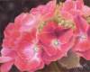 The Pink of Perfection