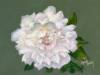 Pauls-Peony-Final OPT FOR WEB
